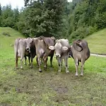 Bachmann Διαμέρισμα